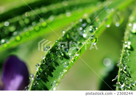 Waterdrops and leaves 2308244