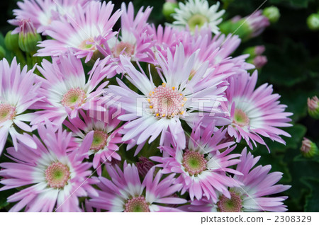 Cineraria 2308329