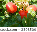 薔薇 玫瑰花 玫瑰 2308500