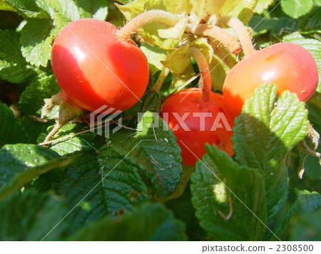 japanese rose, botanic, botanical 2308500