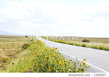 Yellow flowers and straight road Yellow flowers and straight road 2308657