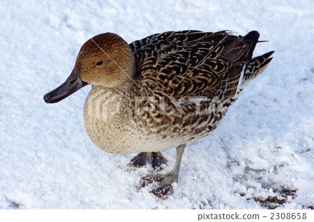 Onaga on the snow 2308658