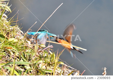 翠鳥 玉 翡翠 2309093