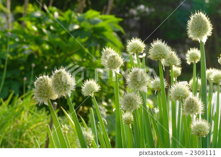 May Negi Bowes · Yuri 06 2309111