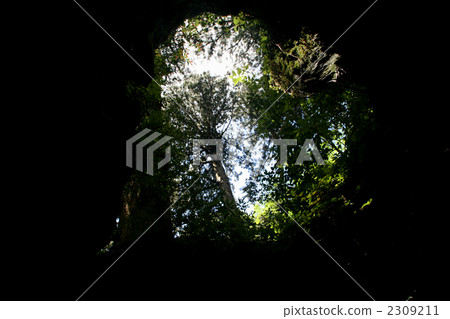 Wilson stock 2309211