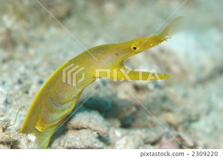 哈娜甲蟲 2309220