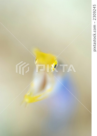 哈娜甲蟲 哈娜甲蟲 2309245