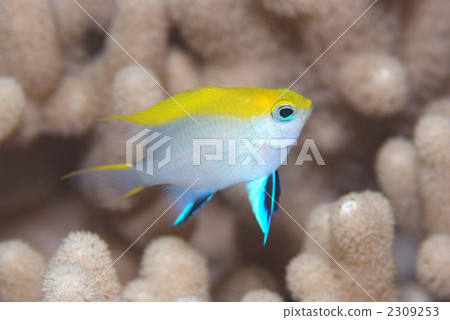 Black sparrow 2309253