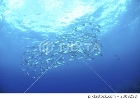 印度鯖魚 2309258