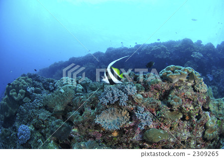 Grouper Redfish Grouper Redfish 2309265