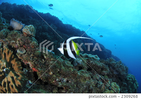 Grouper Redfish Grouper Redfish 2309268