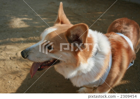 pembroke welsh corgi, corgi, animal 2309454