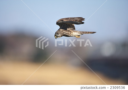 Chrysanthemum 2309536