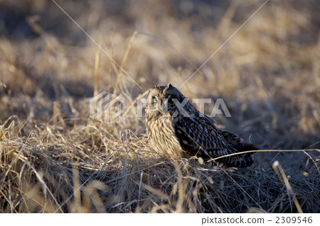 Owl 2309546