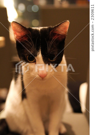 land mammals, cat, pussy 2309611