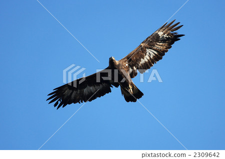 鷹之鷹 2309642