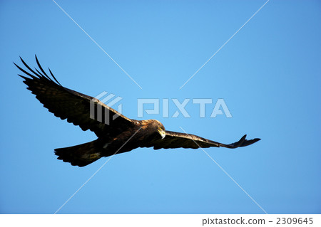 Eagle's eagle Eagle's eagle 2309645