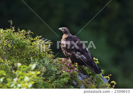 鷹之鷹 鷹之鷹 2309653