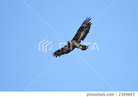 Eagle's eagle 2309667