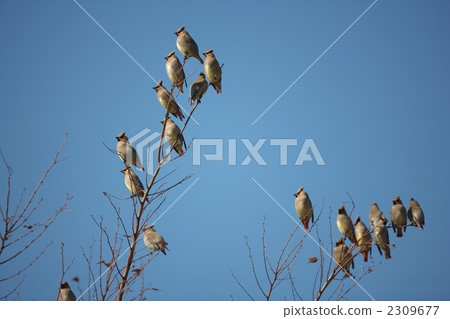 Hirenjaku Hirenjaku 2309677