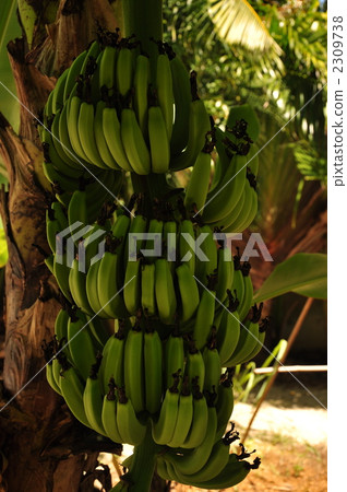 食物島香蕉 2309738