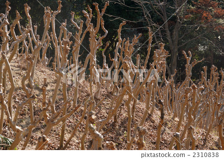 Young tree of crape myrtle 2310838