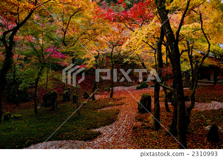Autumn leaves 2310993