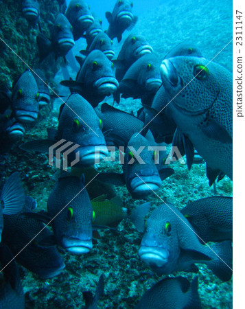 亞洲胡椒骰子 2311147