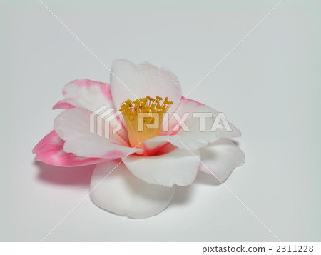 茶花 2311228