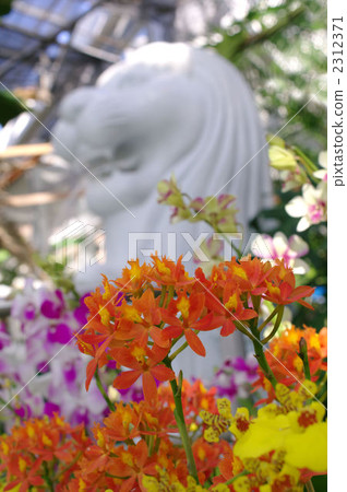 蘭花 2312371