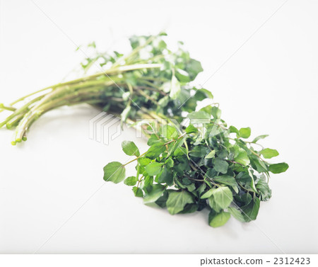 Watercress 2312423