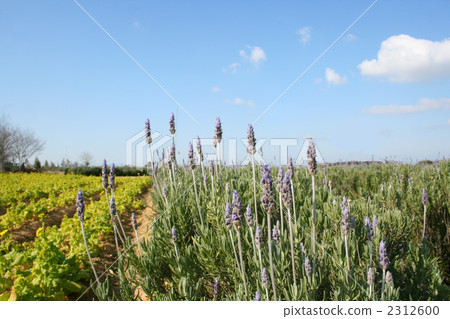 Winter lavender and rape field 2312600