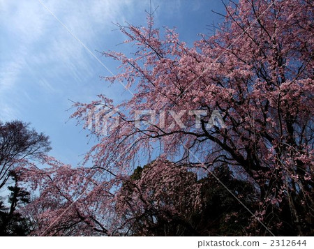 Rokugiya weeping cherry 2312644