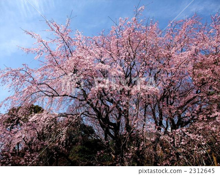 Spring of Rikugien 2312645