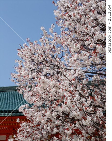 平安神社櫻花 2312654