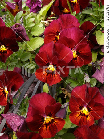 Red pansy Red pansy 2312865