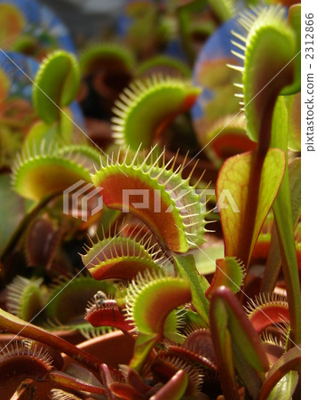 Fly Trigus red dragon 2312866