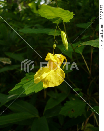 由翻譯提供支持 由翻譯提供支持 2312871