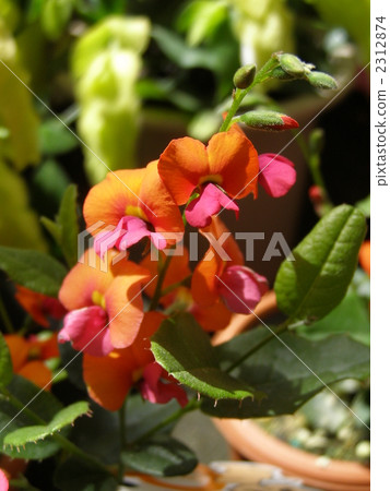 冬青綠豆 冬青綠豆 2312874