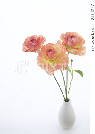 Beautiful Orange Ranunculus 3 Beautiful Orange Ranunculus 3 2313257
