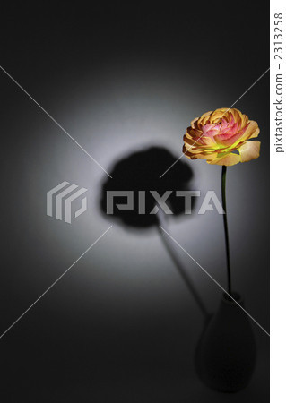 Spot photos of Orange Ranunculus Spot photos of Orange Ranunculus 2313258
