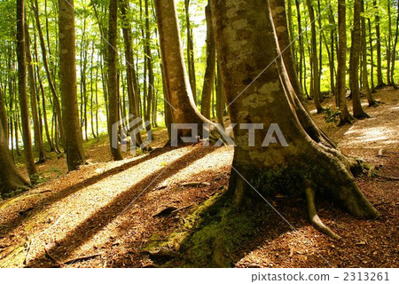 beech forest, grove of trees, root 2313261