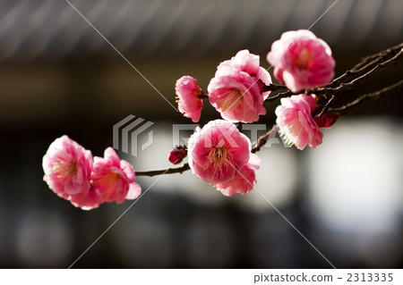 Cold red plum 2313335