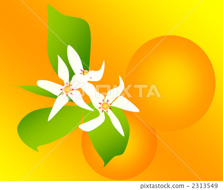 橙色4月24日9月7日花朵的hanabi花語真正的新娘樂趣 插圖素材 圖庫