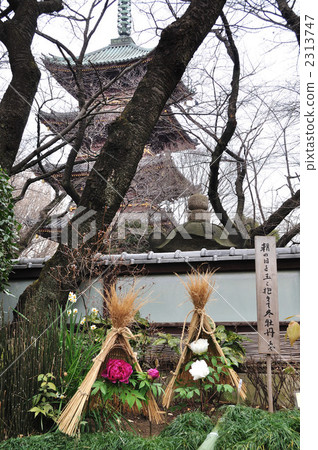 Peony Garden 2313747