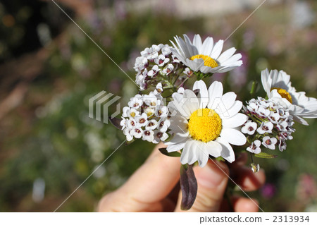 花束 捧花 北極 2313934