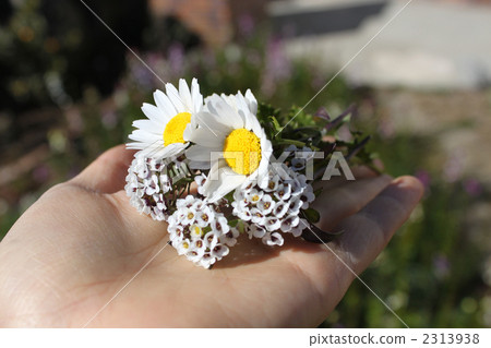 north pole, sweet alyssum, small flower 2313938