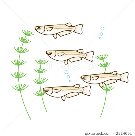 青鱂 青鱂 2314091