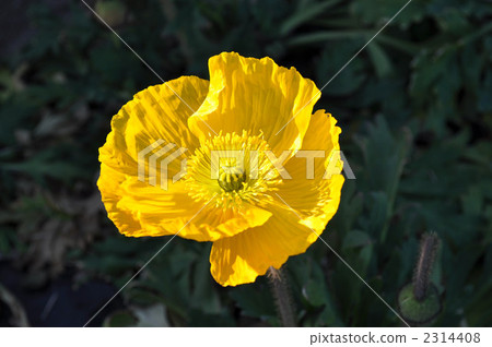 黃罌粟 -  2314408