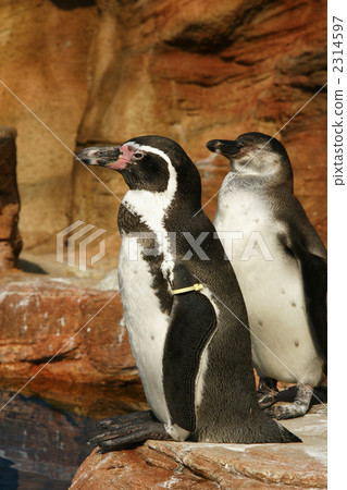 Humboldt Penguin 2314597